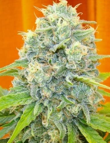 devil wears chanel strain|Channel + Marijuana Strain Information & Reviews .